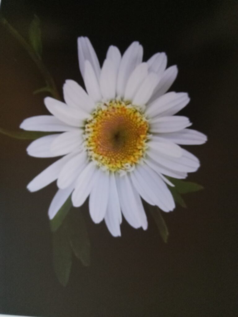 A white daily like looking flower with yellow and orange center.