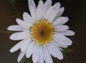 A white daily like looking flower with yellow and orange center.